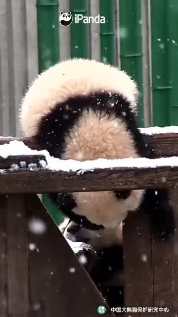 娱乐吃瓜熊,揭秘娱乐圈那些不为人知的幕后故事